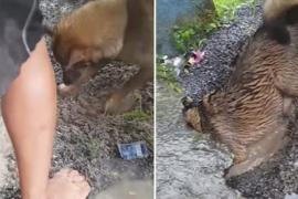 Как собака спасала щенков из затопленного логова