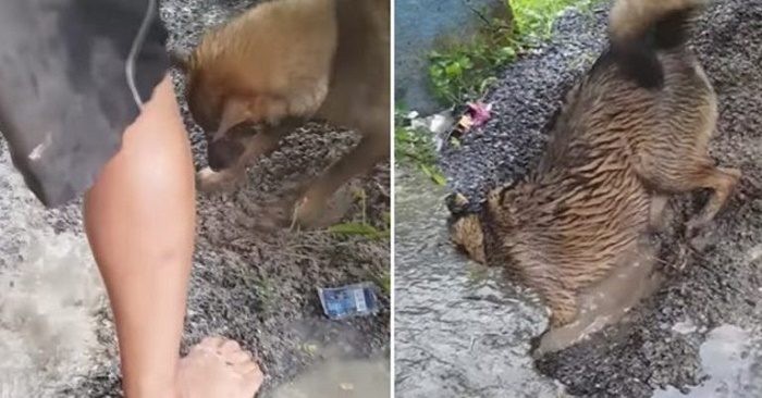 Как собака спасала щенков из затопленного логова