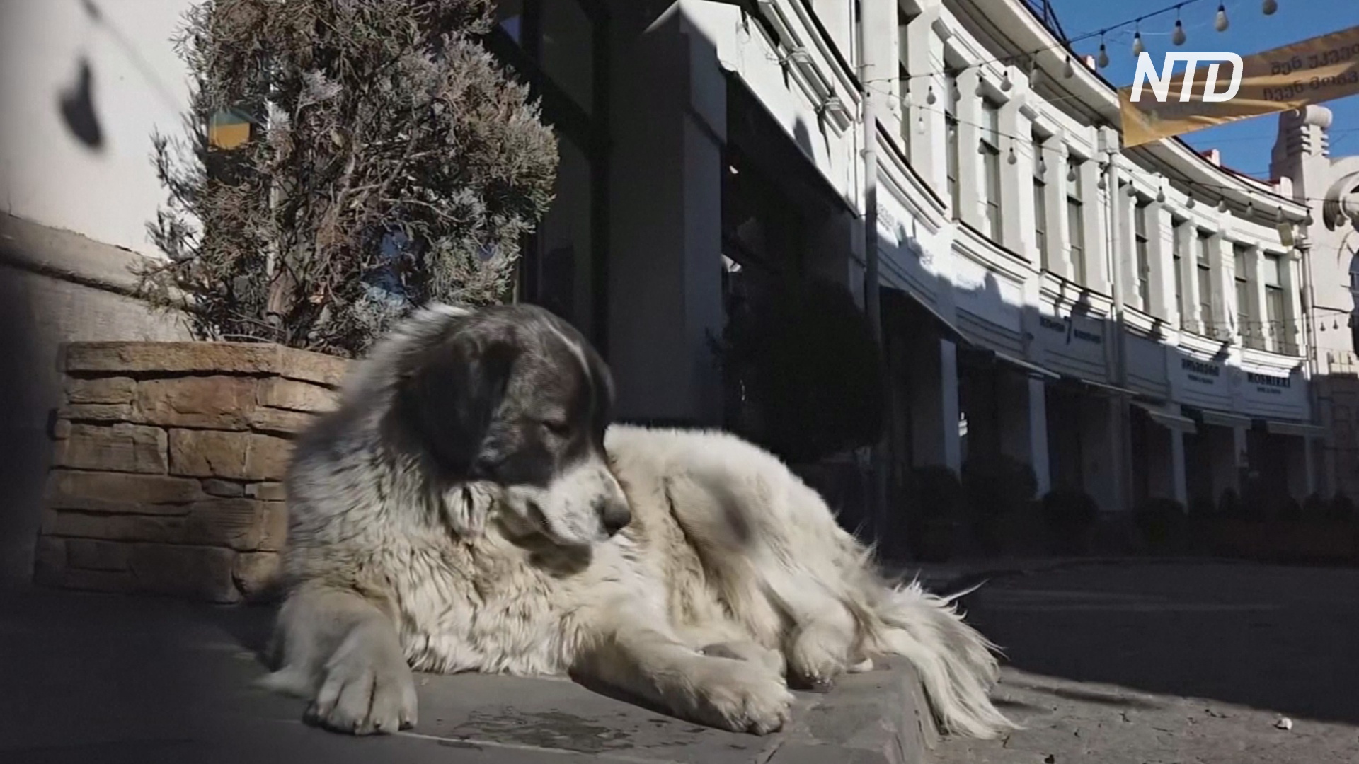 Собачья жизнь: как в Грузии заботятся о бездомных дворнягах