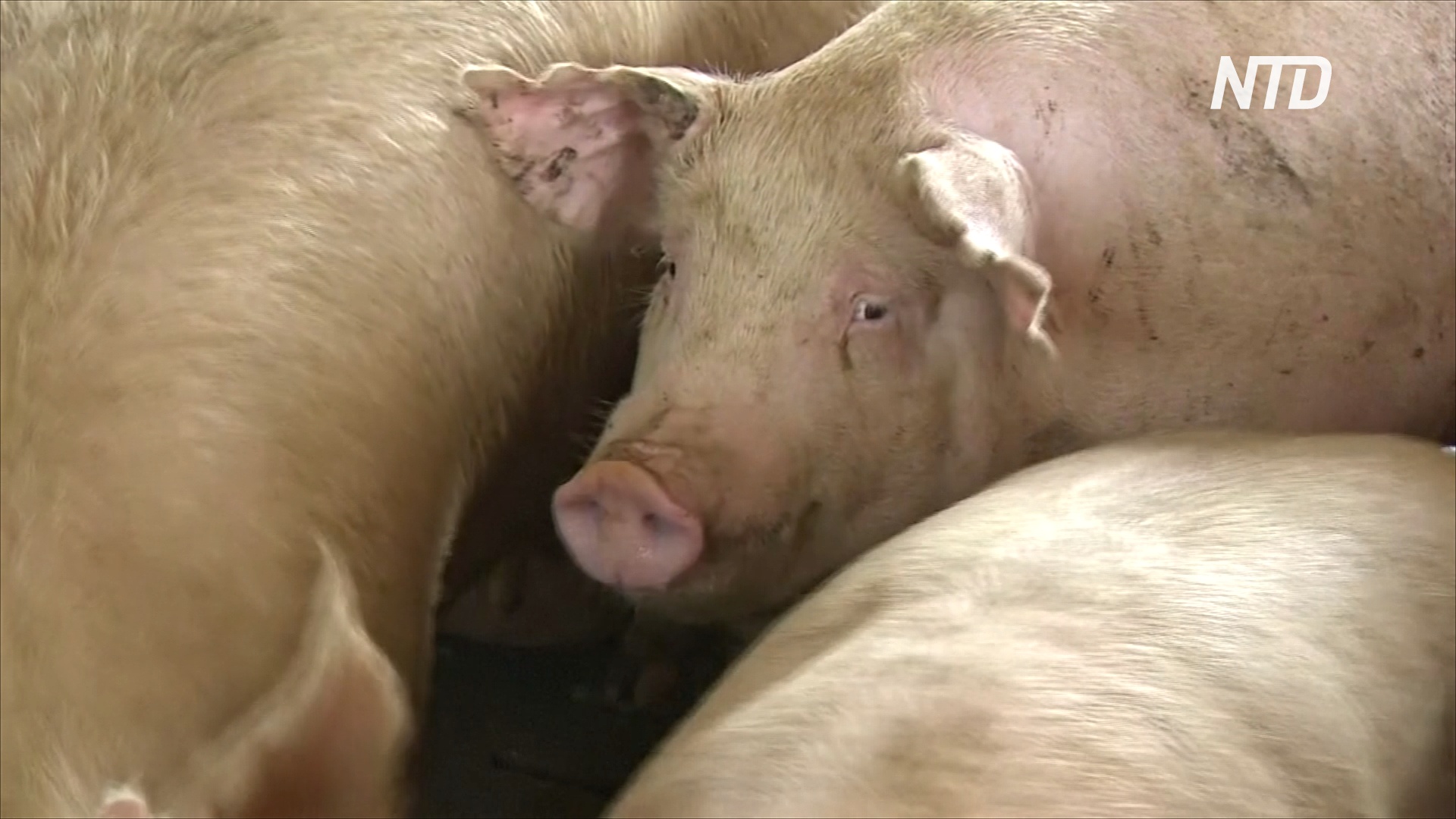 В южнокорейском городе подсчитывают убытки из-за африканской чумы свиней