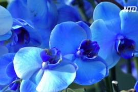 Тысячи орхидей и растения Индонезии украсили Сады Кью в Лондоне
