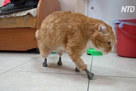 Российский ветеринар сделал протезы-имплантаты для кошек без лап