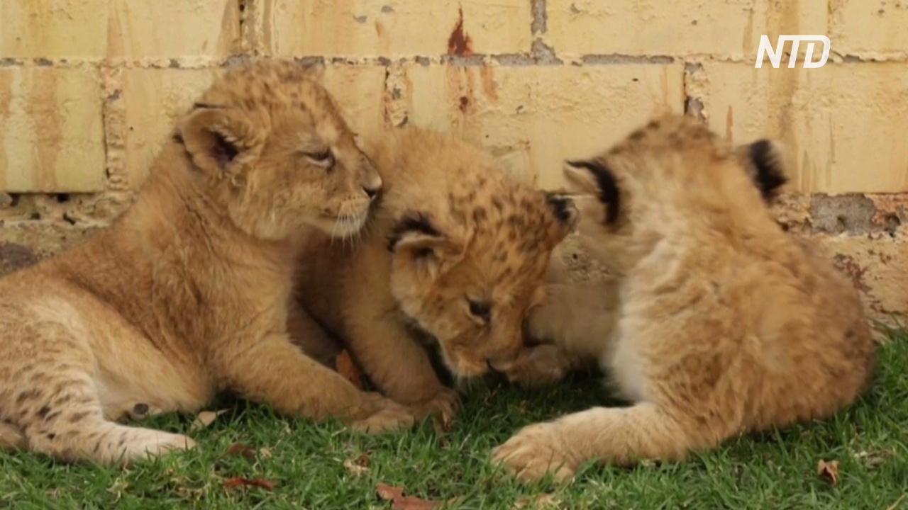 В мексиканском зоопарке празднуют рождение сразу трёх львят