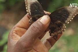 Кенийские женщины выращивают бабочек и сохраняют лес