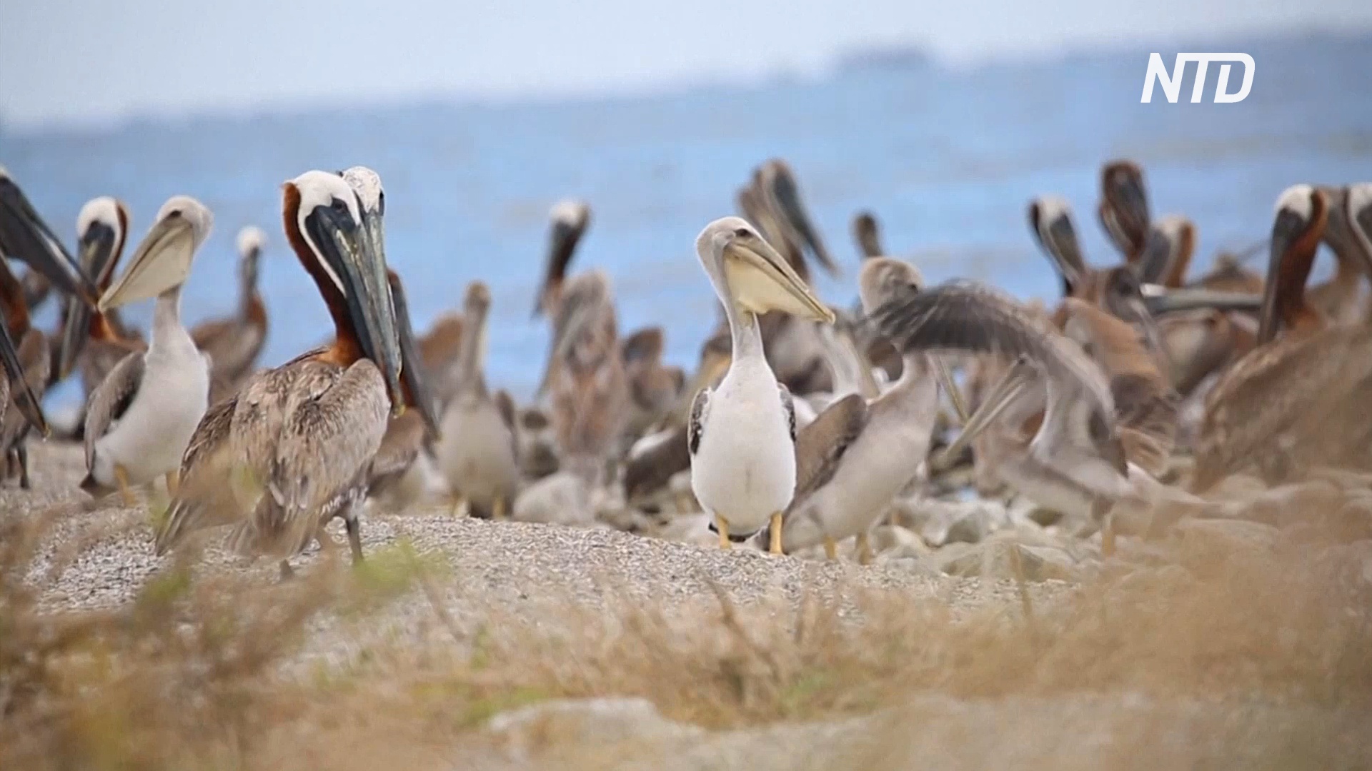 В США восстановили остров размножения пеликанов, пострадавший после разлива нефти
