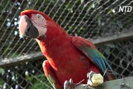 В Парагвае у выпущенных в природу красных ара вылупился птенец