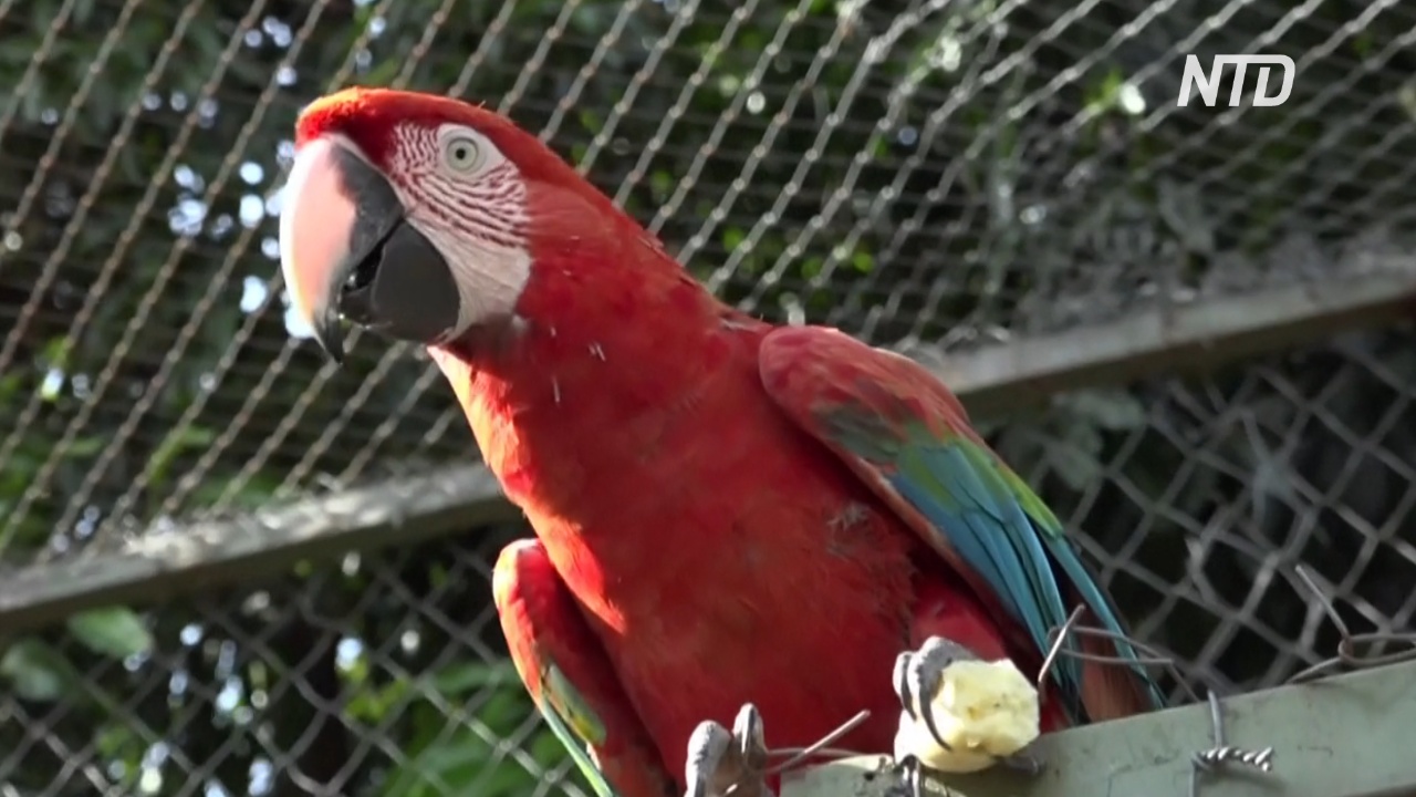 В Парагвае у выпущенных в природу красных ара вылупился птенец