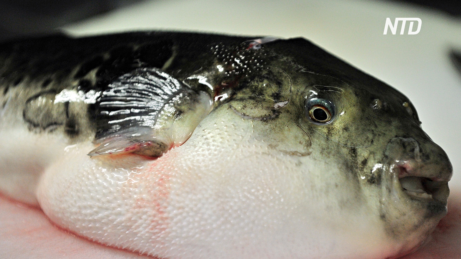 В Японии надеются продавать больше рыбы фугу во время Олимпиады