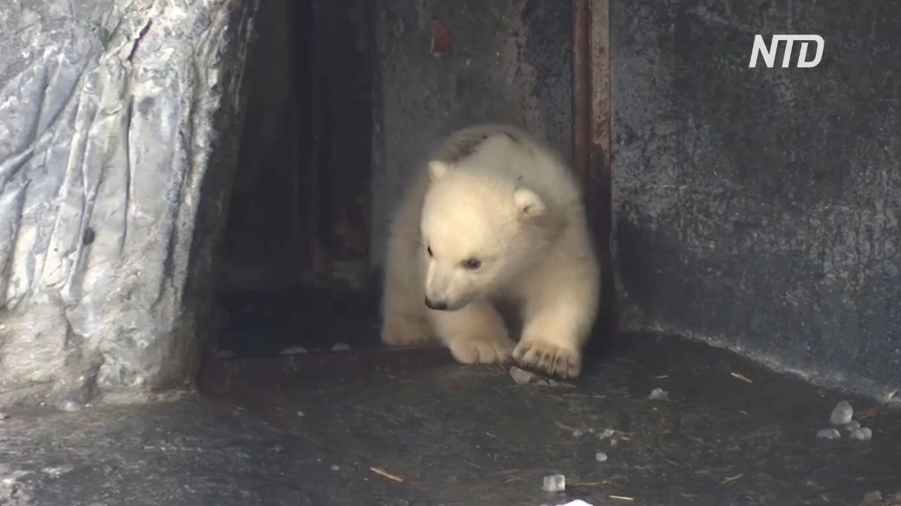 Белый медвежонок впервые вышел на публику в зоопарке Дании