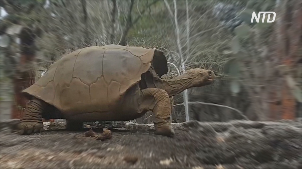 На Галапагосах нашли родственницу черепахи Одинокий Джордж