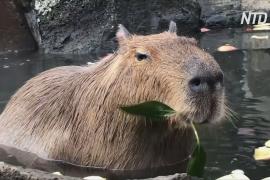 Горячая ванна и угощения: как капибары расслабляются в японском зоопарке