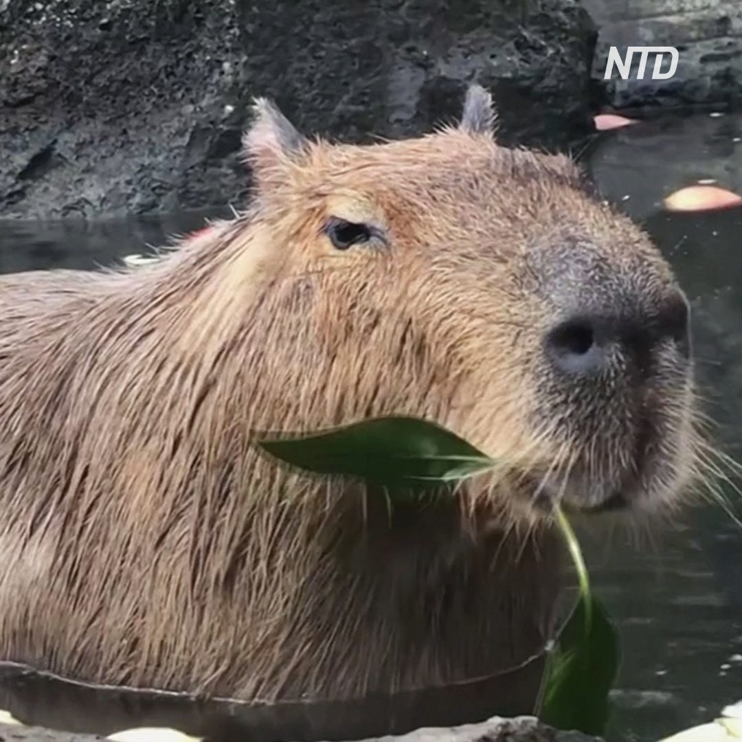 Зачем капибарам в японском зоопарке готовят горячие ванны?
