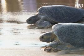 В Мексике черепахи, пострадавшие из-за красного прилива, вернулись в океан