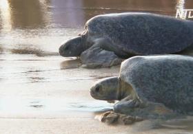 В Мексике черепахи, пострадавшие из-за красного прилива, вернулись в океан