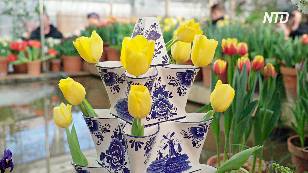 От степей Азии до лихорадки в Голландии: история тюльпанов на выставке в Москве