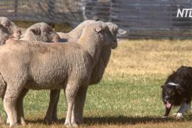 Самая дорогая пастушья овчарка в мире: бордер-колли из Англии купили за $24,5 тыс.