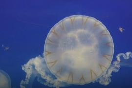 10 000 медуз «парят» в аквариумах пражского торгового центра
