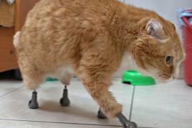 Ветеринар из Новосибирска вживил протезы кошкам без четырёх лап