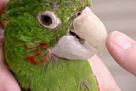 Новый клюв для попугая: ветеринар делает животным протезы