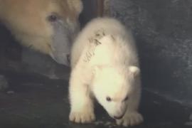 Белый медвежонок в зоопарке Копенгагена впервые познаёт мир