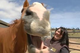 Приют для лошадей в Австралии спасает тех, кого готовили на убой