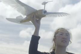 Летающий робот-голубь поможет создать дроны нового поколения
