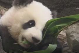 Детёныши панды кувыркаются и падают в Берлинском зоопарке