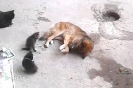 Кошка знакомит друга-собаку с котятами. Трогательное видео