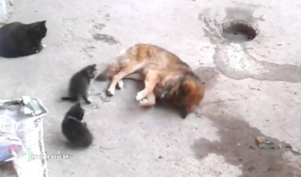 Кошка знакомит друга-собаку с котятами. Трогательное видео