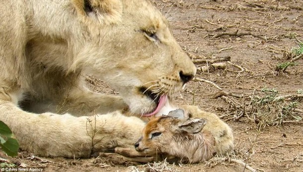 Львица пожалела детёныша антилопы. Удивительное видео