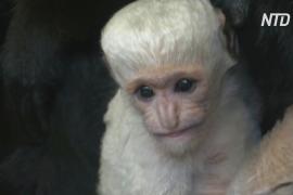 Пражский зоопарк приветствует новорождённого восточного колобуса