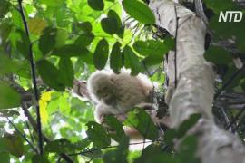 Единственный в мире орангутанг-альбинос Альба привыкает к жизни на воле