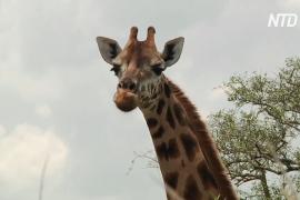 Африканские страны договорились защитить жирафов от вымирания