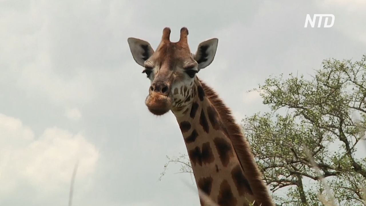 Африканские страны договорились защитить жирафов от вымирания