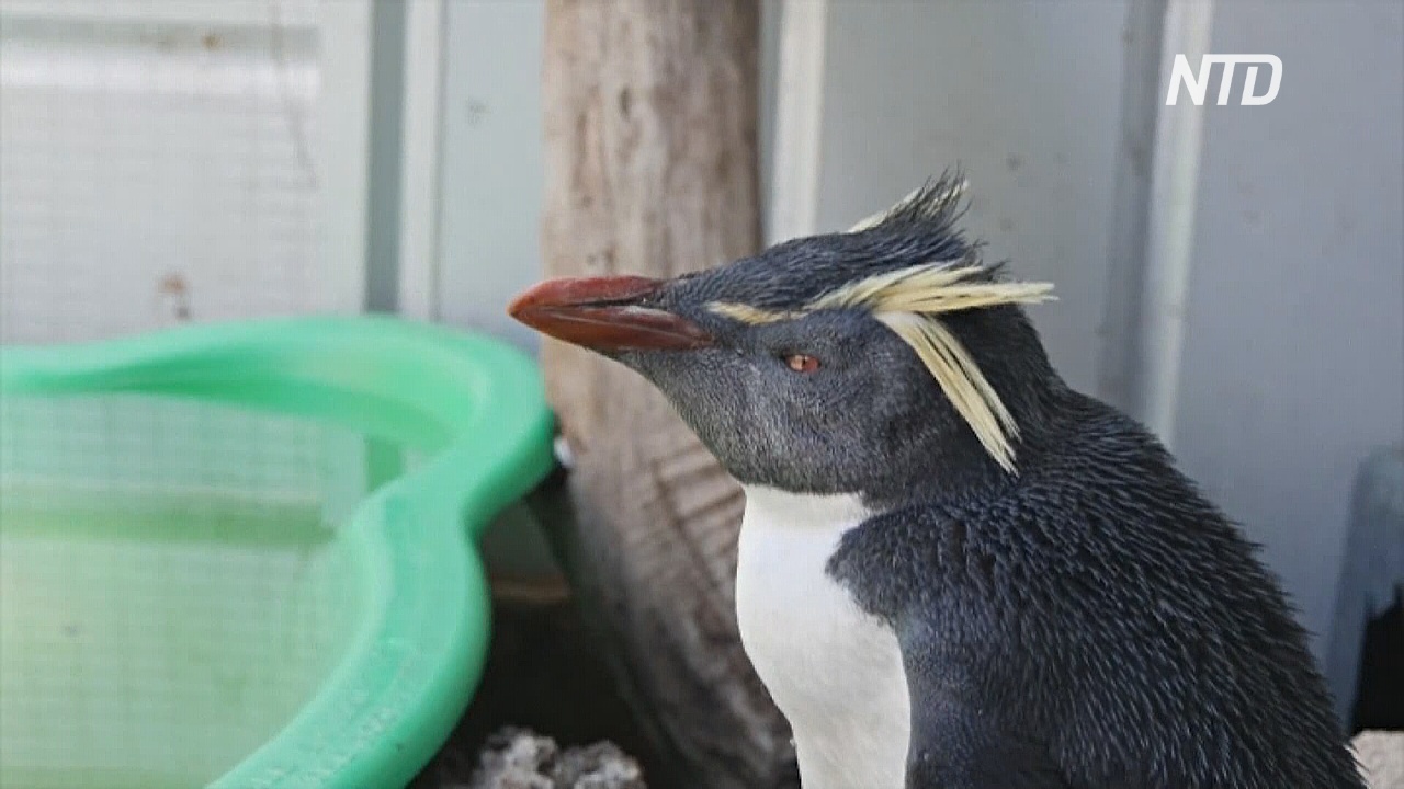 Австралийка призывает людей не кормить пингвинов-найдёнышей