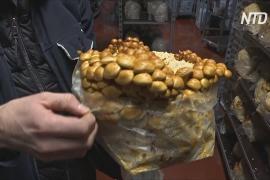 В подземелье Брюсселя из пивных отходов выращивают грибы