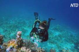 В Египте наблюдают за коралловым рифом, который может стать последним на Земле
