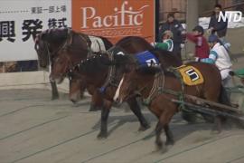 На острове Хоккайдо надеются сохранить состязания на тяжеловесных лошадях