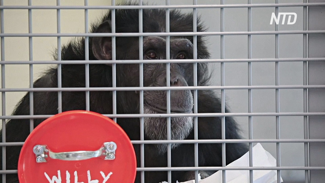Шимпанзе в заповеднике США защищают от коронавируса