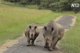 В Африке растёт популяция чёрных носорогов