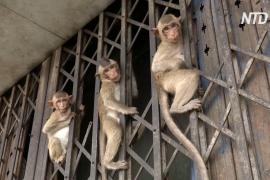 Тайские обезьяны не голодают, несмотря на отсутствие туристов