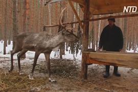 В Нижегородской области лосей и оленей подсчитывают с помощью дрона