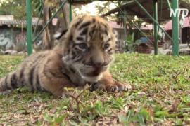 Новорождённого тигрёнка в мексиканском зоопарке назвали Ковидом