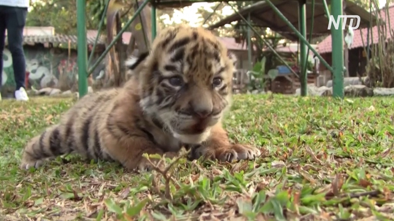 Новорождённого тигрёнка в мексиканском зоопарке назвали Ковидом