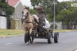 В Кейптауне стали лучше заботиться о рабочих лошадях