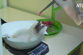 Птенец редкого бородача вылупился в болгарском центре охраны природы