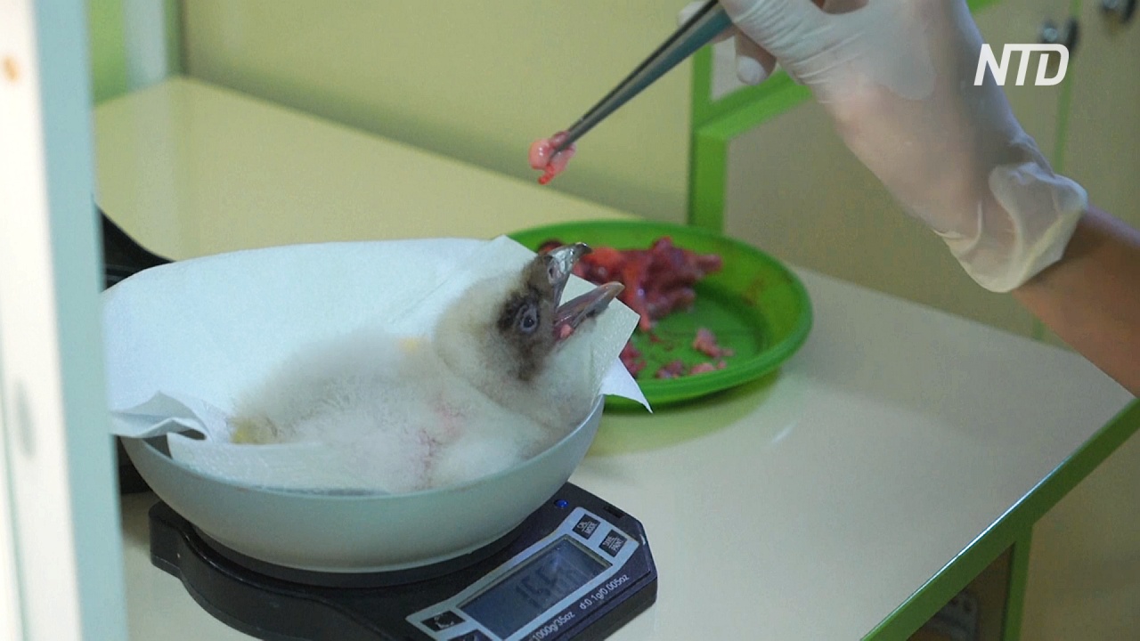Птенец редкого бородача вылупился в болгарском центре охраны природы