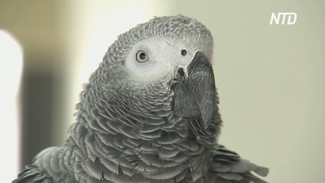 В Израиле супруги научили попугая предупреждать мир об опасности коронавируса
