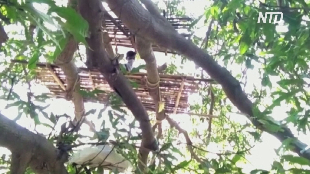 Индийские рабочие вынуждены самоизолироваться на деревьях