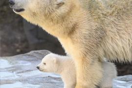 Как медвежонок венского зоопарка впервые увидел мир